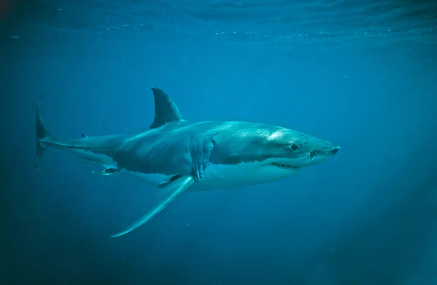 Could it have been a shark lurking near the shallows? (Auscape/Universal Images Group via Getty Images)