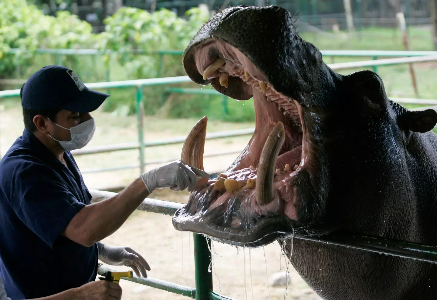A hippopotamus called Orion who was born at the Hacienda Napoles ranch being treated at the Zoo Santa Fe in Medellin in 2010.