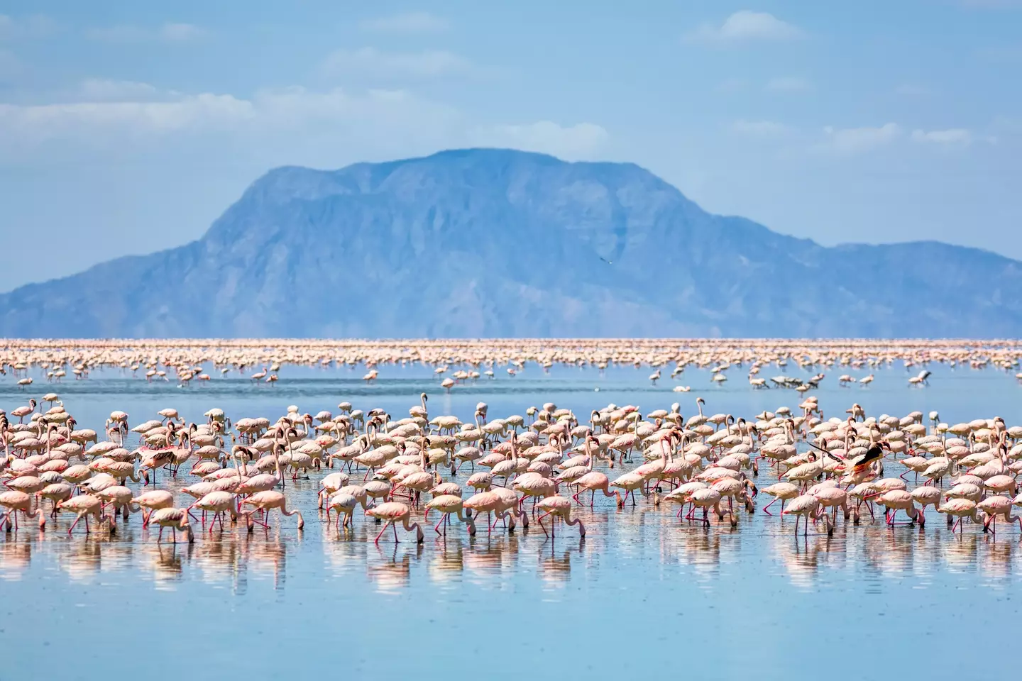 The lake is a breading ground for the endangered lesser flamingo (Getty Stock Photo)