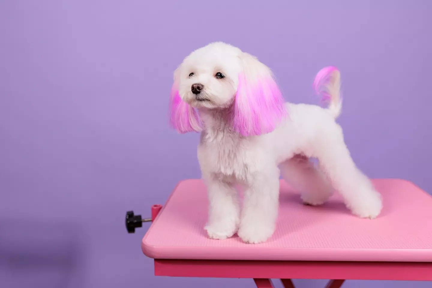 A Maltese dog with dyed ears and tail.