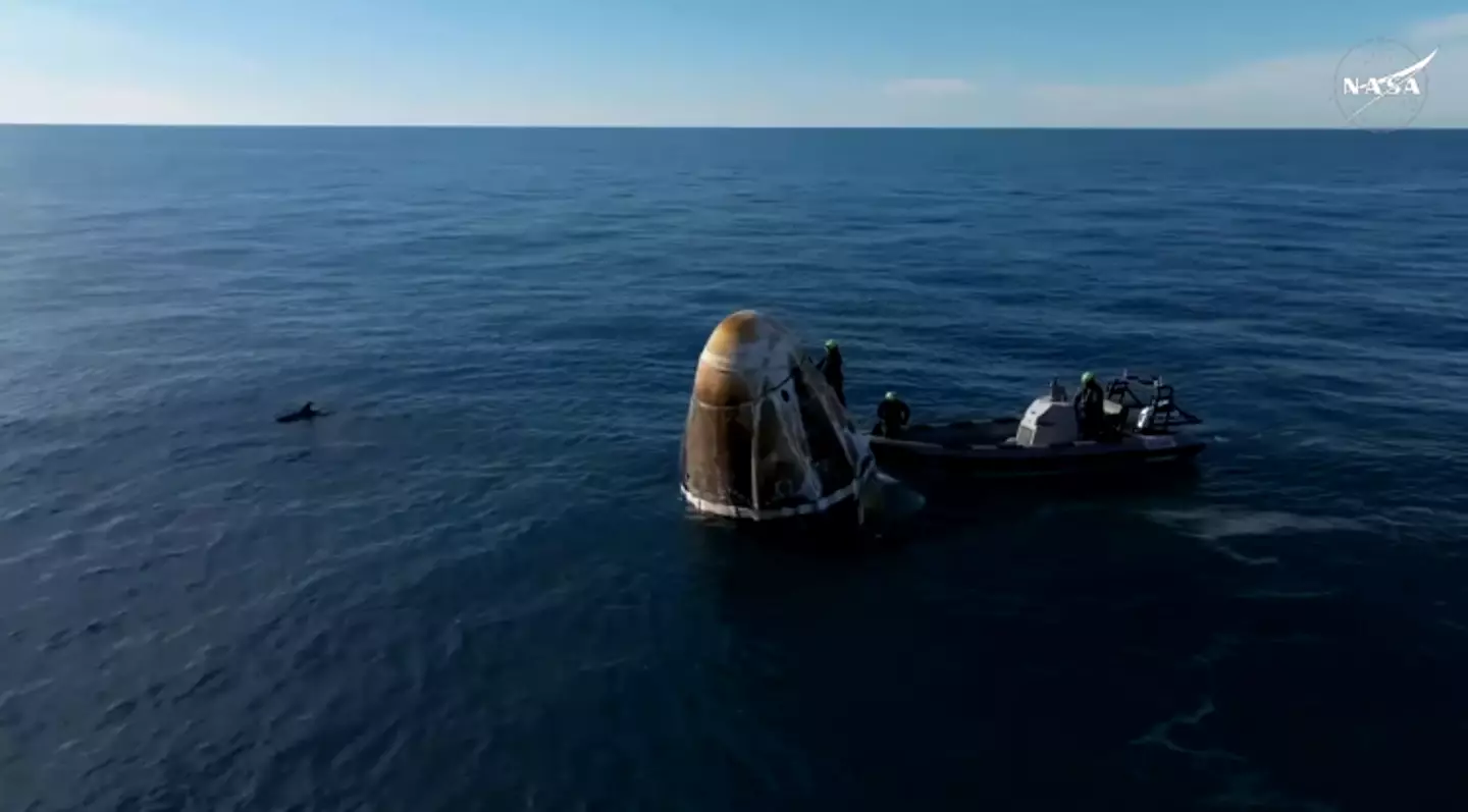A pod of dolphins enjoyed the moment (NASA)