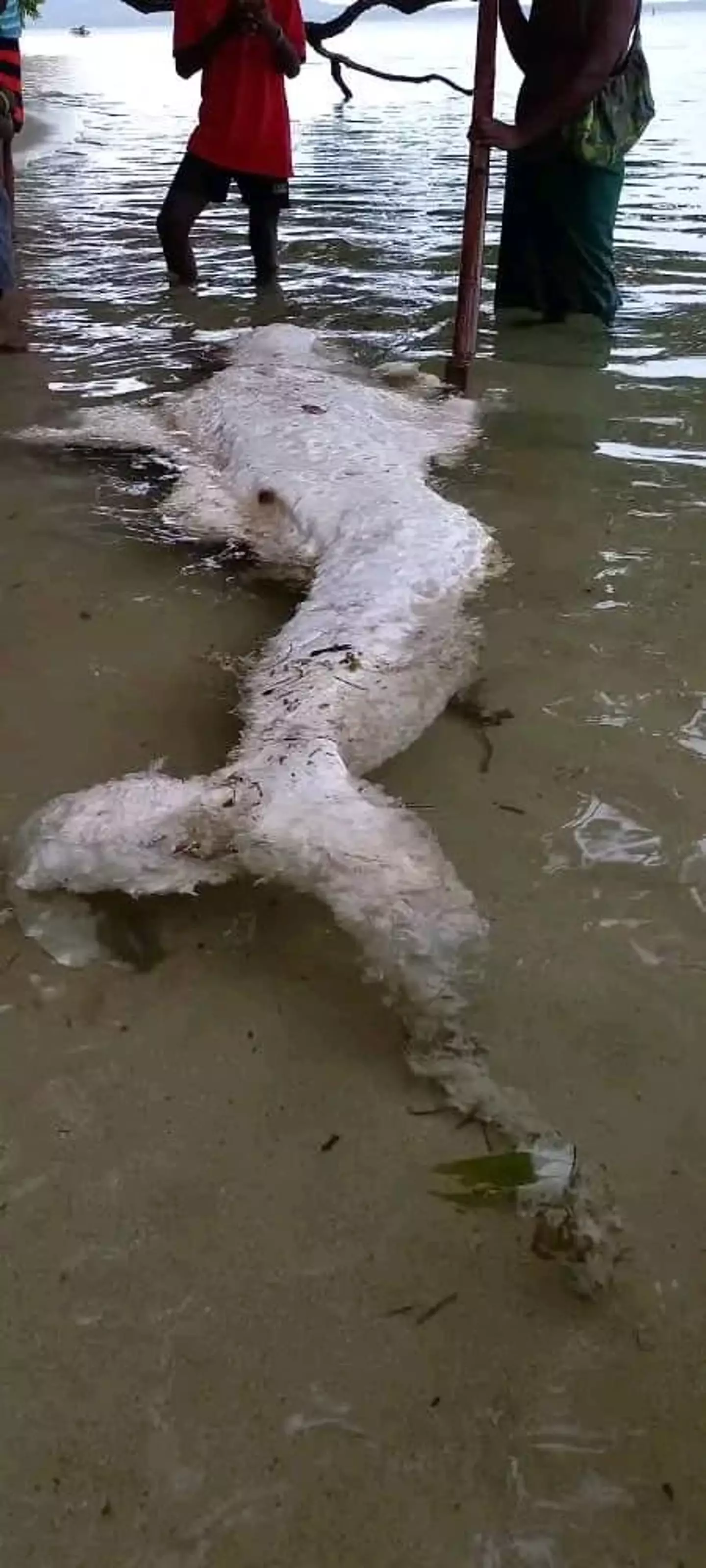 The creature does bear some resemblance to a mermaid.