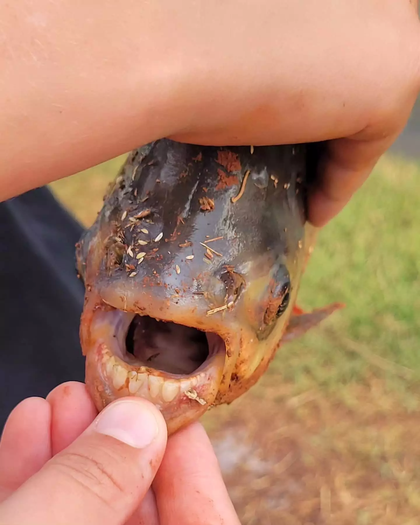 The unusual-looking fish had some human-like teeth.