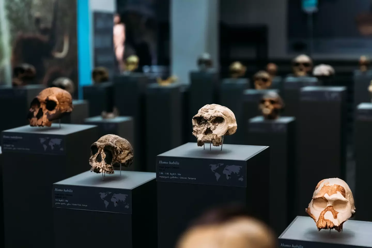 Prehistoric skulls have also been found.