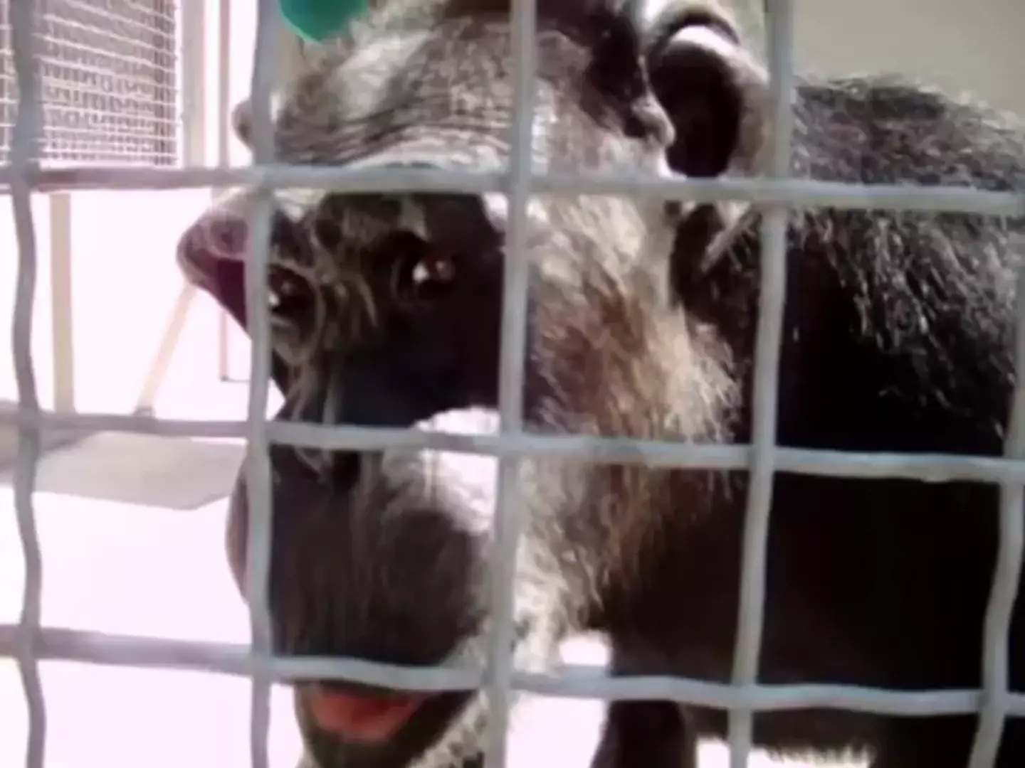 Johnny the chimpanzee vocalised the sound 'mama'. (YouTube / OHpink)