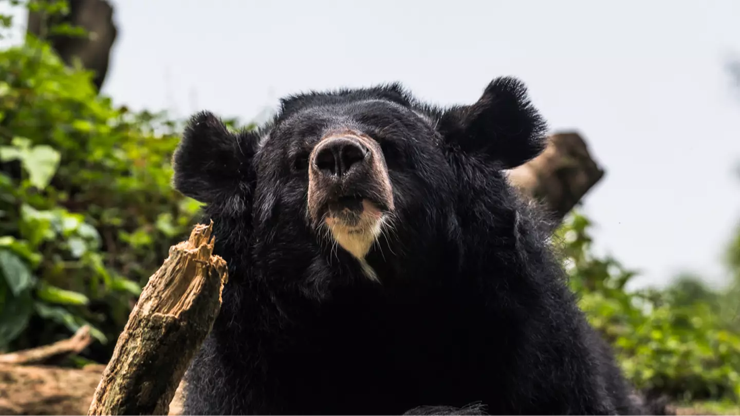 Three people mauled to death by bears in one week in same country sparking fears