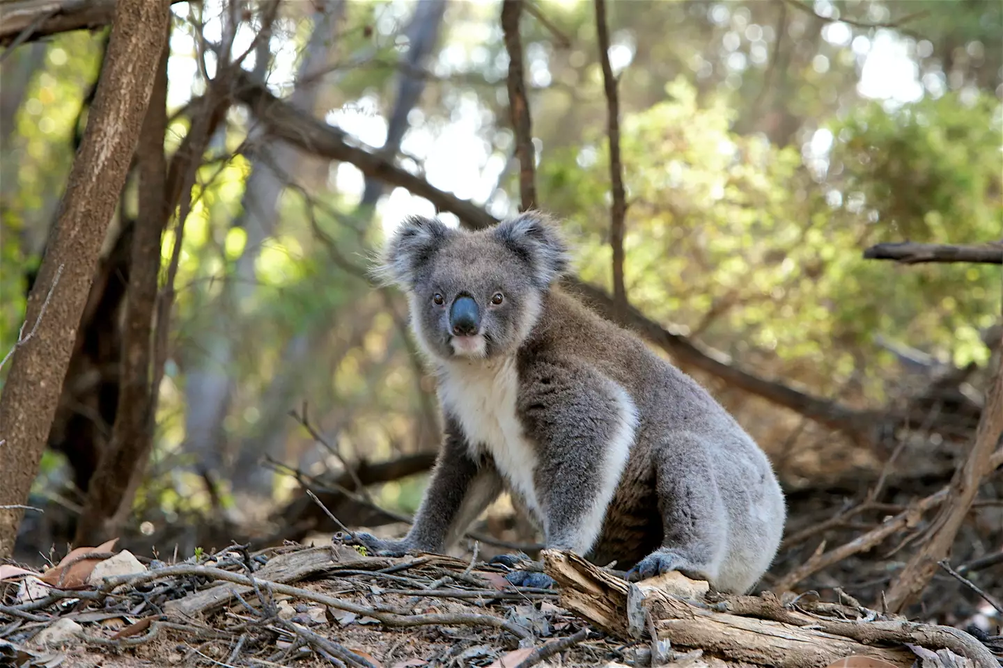 Koalas were declared 'endangered' last year.