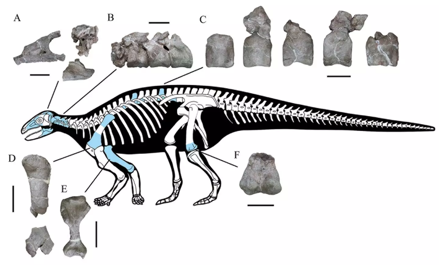 Various parts of the Yuxisaurus kopchicki’s body were unearthed. (Xi Yao)