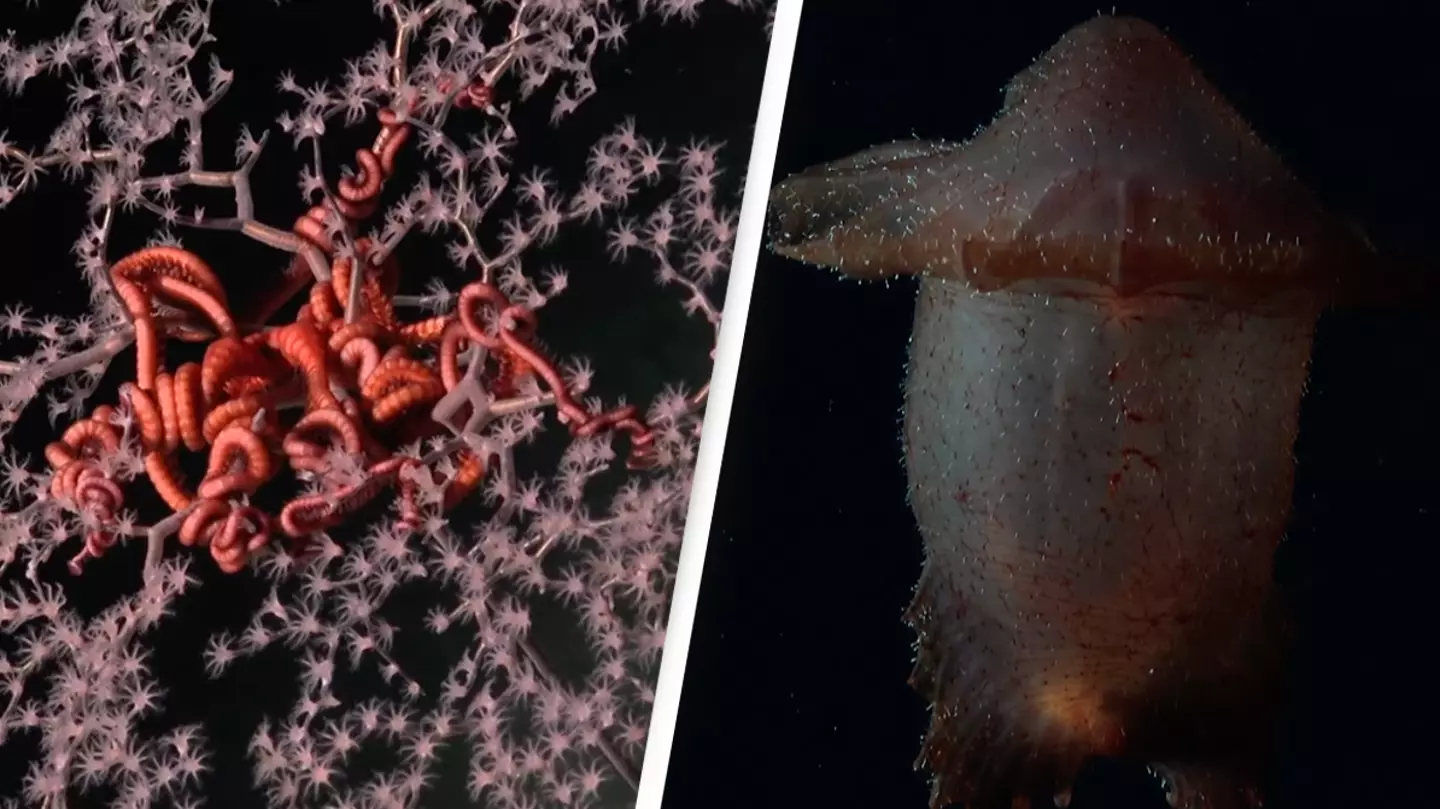 More than 100 never-before-seen species discovered during deep sea expedition