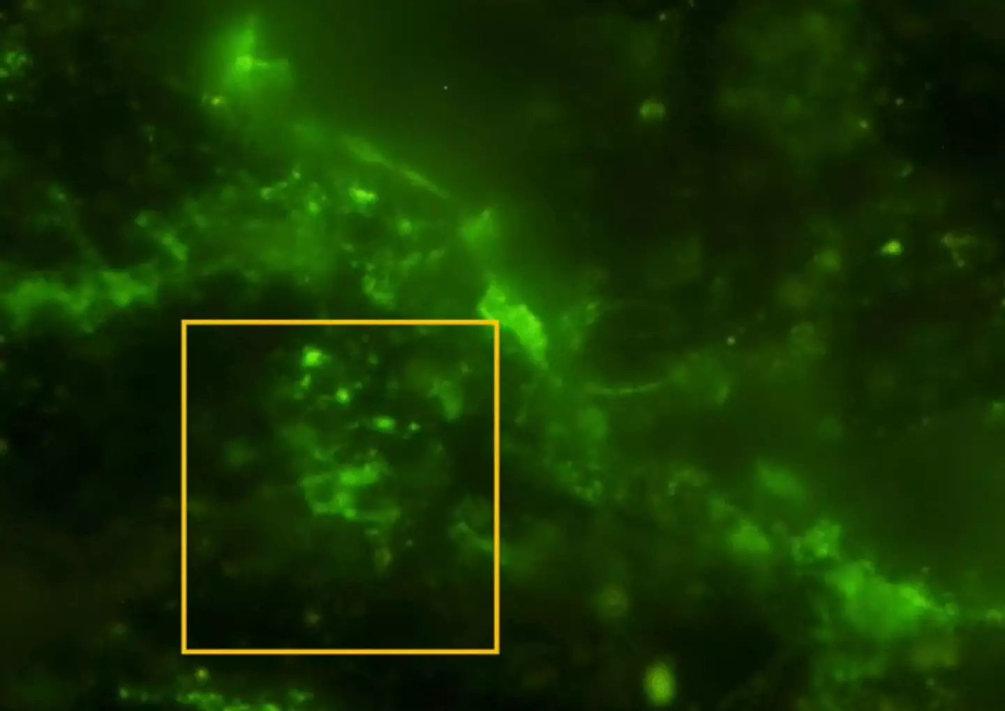 These microbes are the oldest living microorganisms scientists have discovered to date. (Y. Suzuki, S. J. Webb, M. Kouduka et al. 2024/ Microbial Ecology)