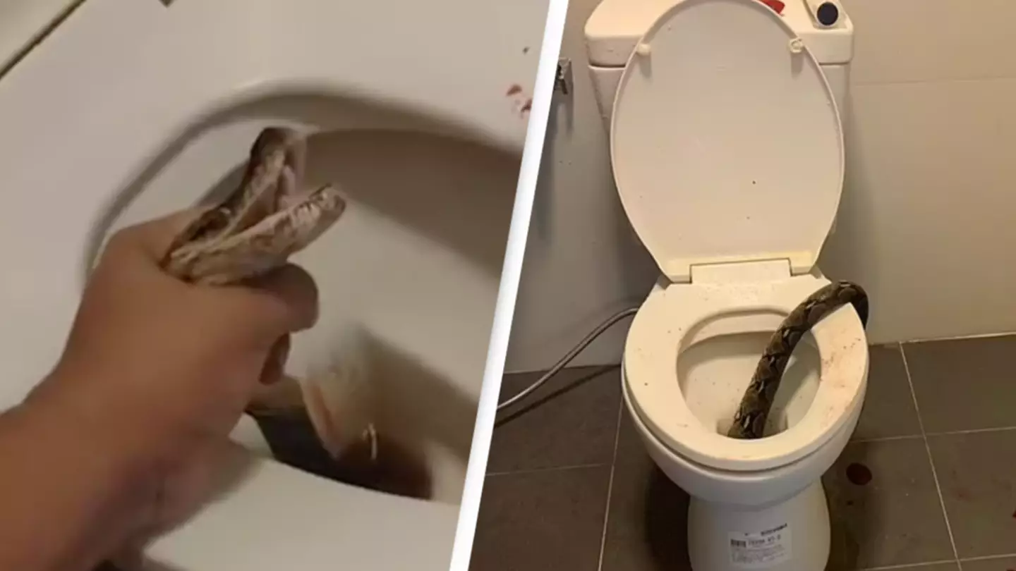 Man bitten on balls by python while he was sitting on toilet