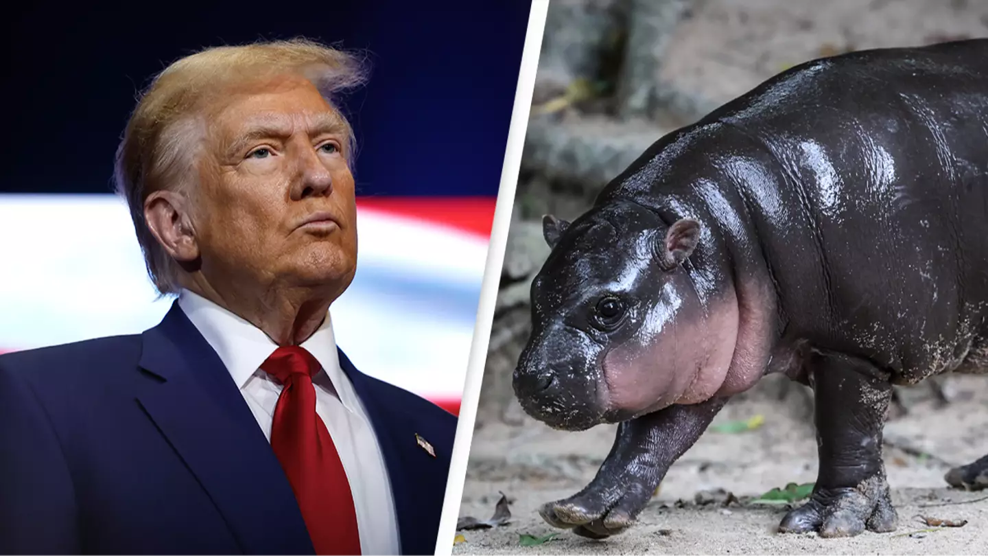 Viral pygmy hippo Moo Deng predicts the 2024 US election