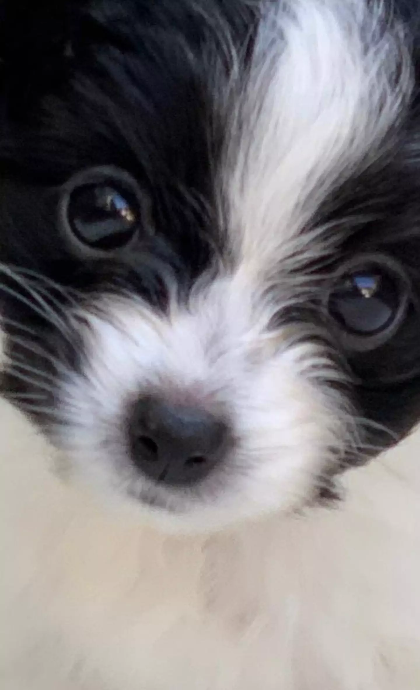 Louis the Papillon looked absolutely precious in the photo Crowe shared.