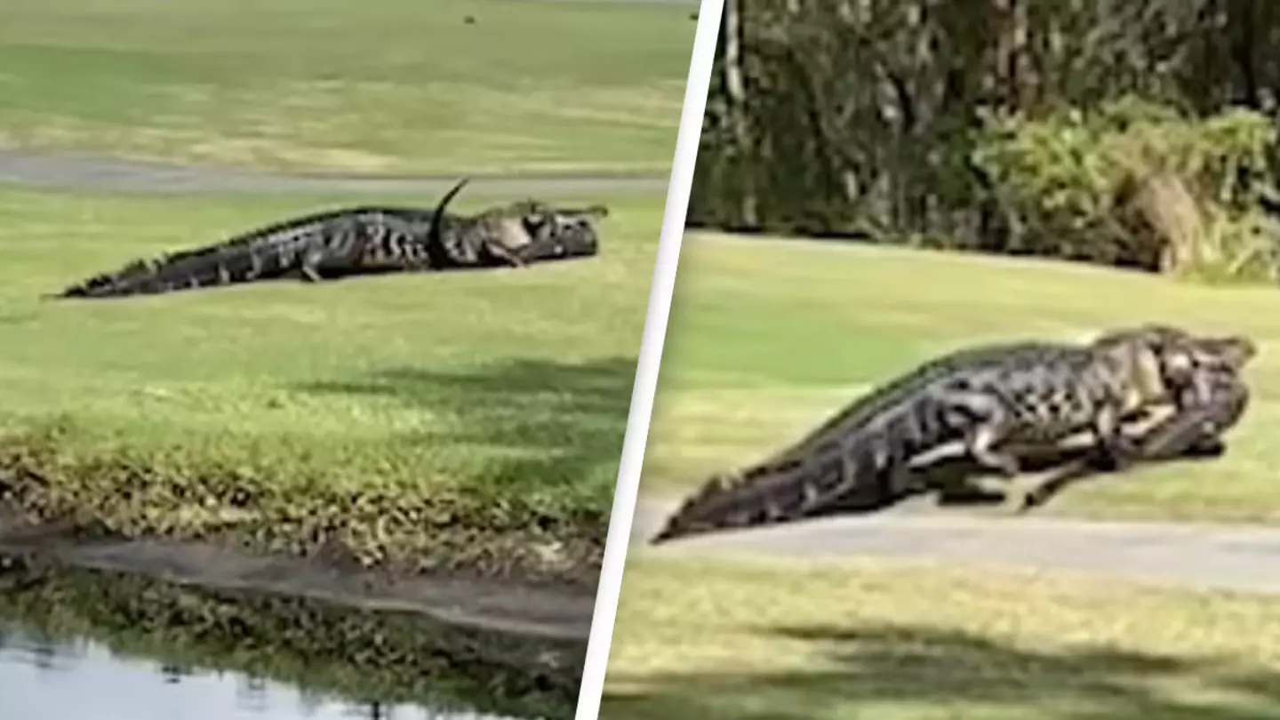 Massive Alligator Caught Carrying Smaller 'Love Rival' Across Lawn
