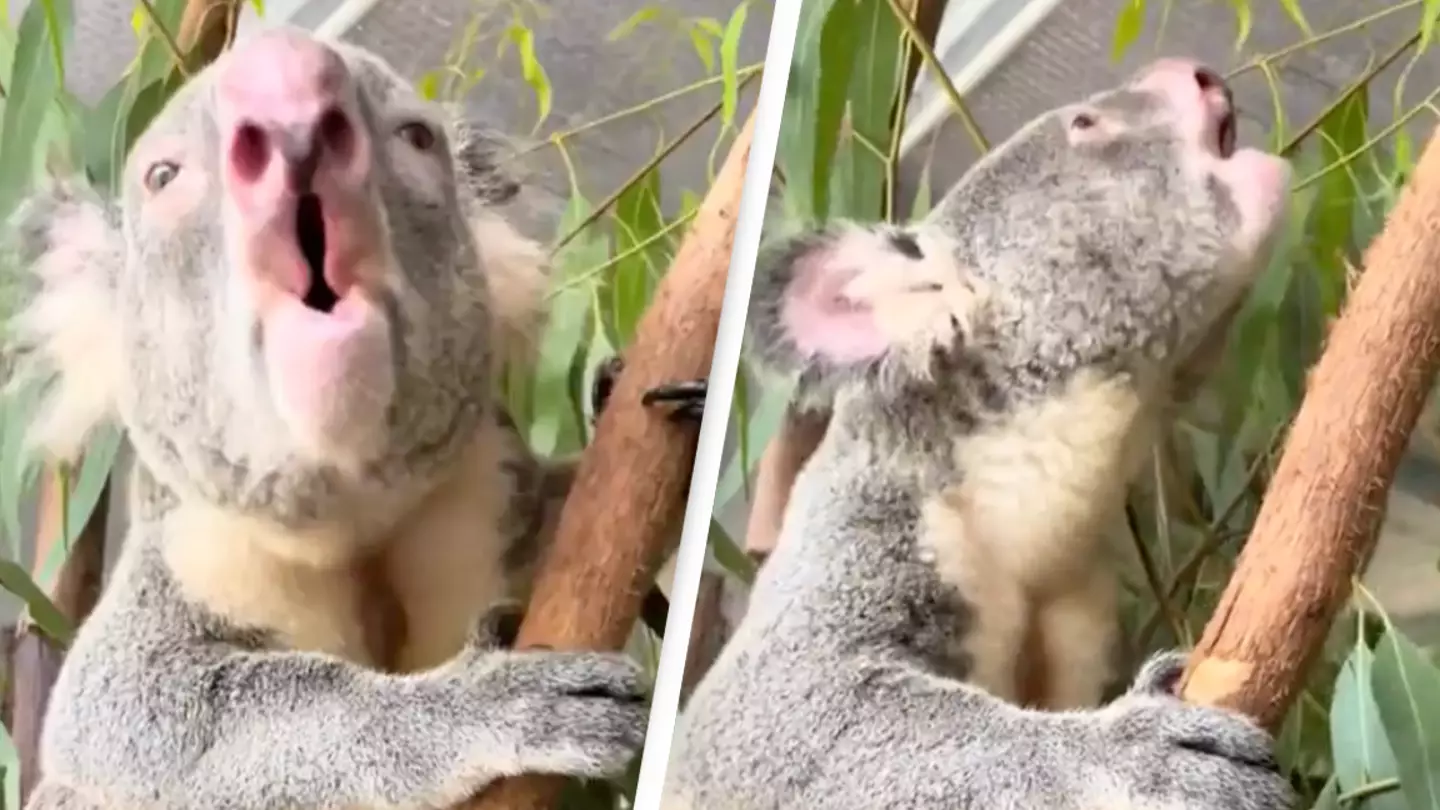 People are freaking out after hearing what koalas actually sound like