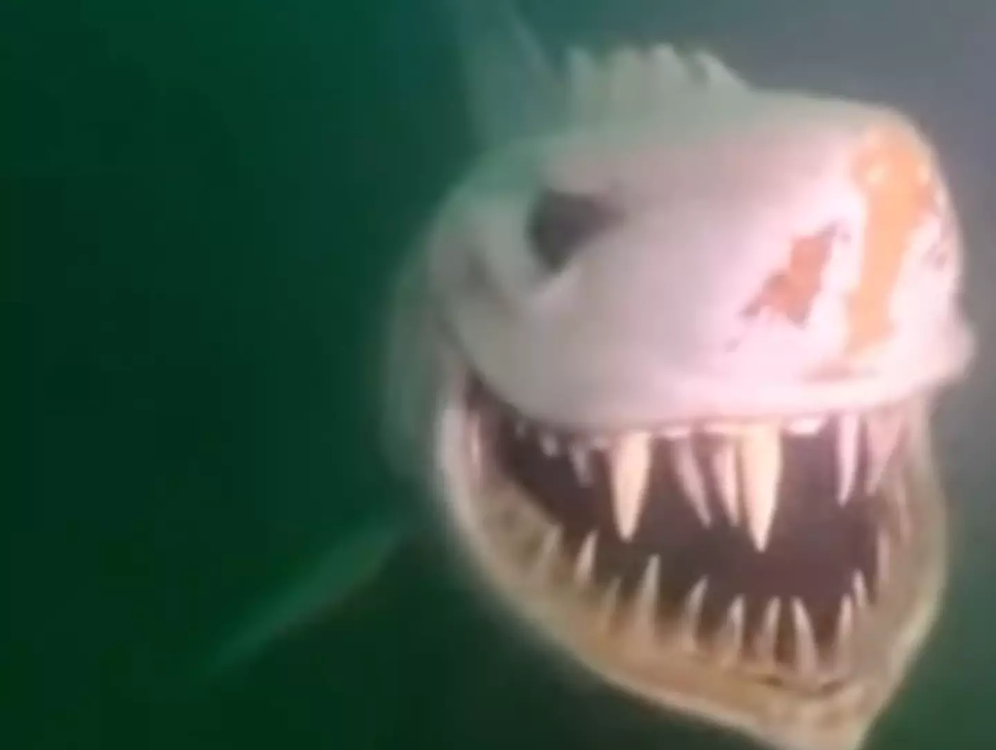 Social media users have been in hysterics after a video showing the shark has begun circulating on Instagram.