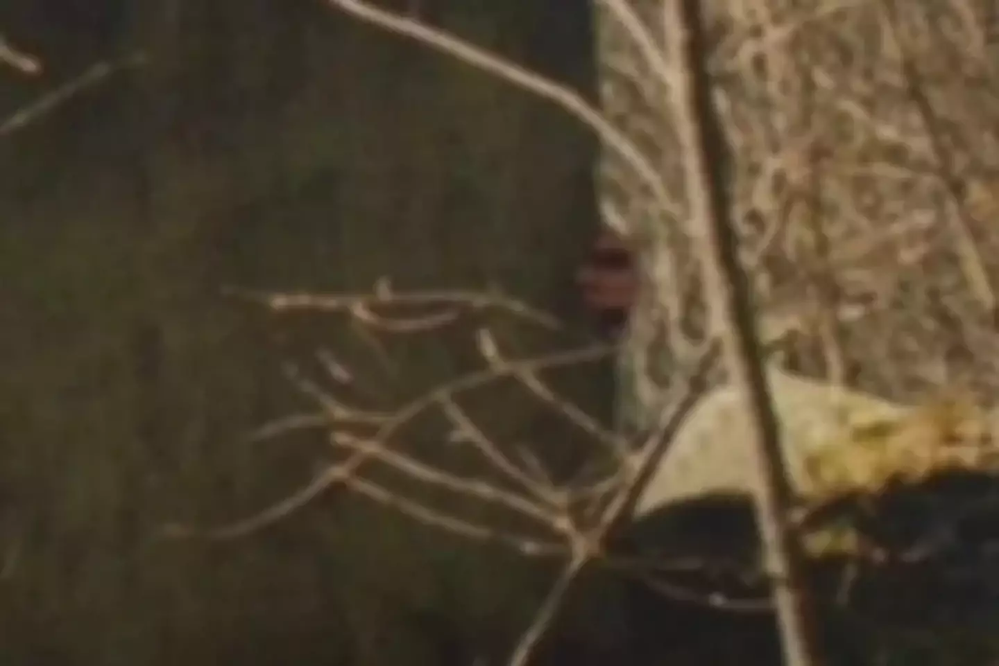 Upon closer inspection of Springfield's picture it appears to show a hand gripping onto the structure which she claimed was about four-foot tall (Duffy Springfield)