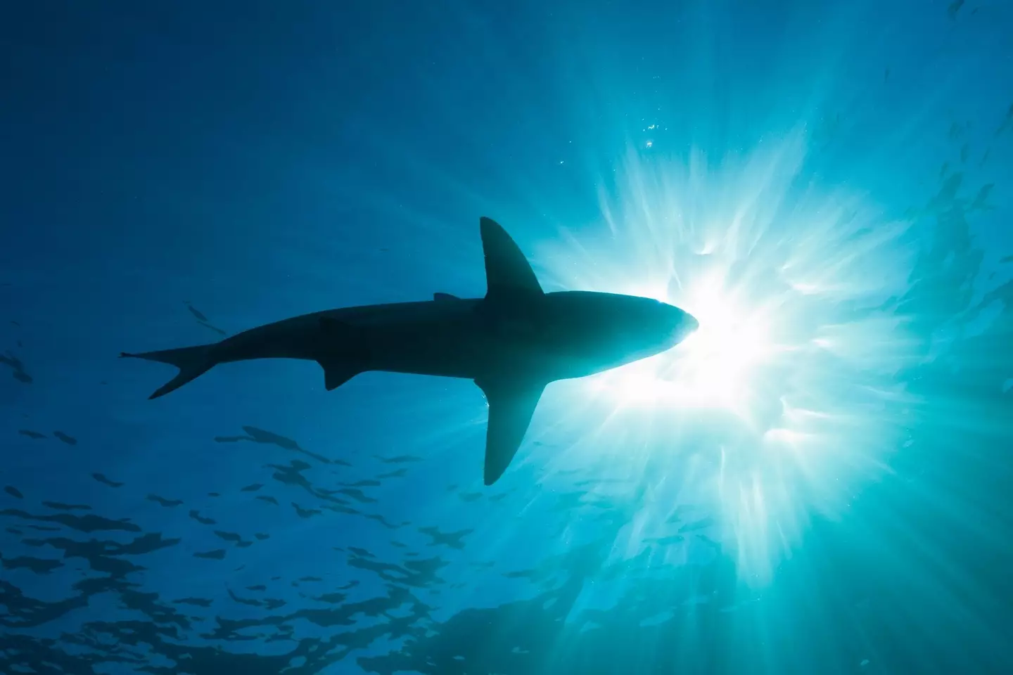 Another brutal shark attack has been reported in the US. (Getty Stock Image)
