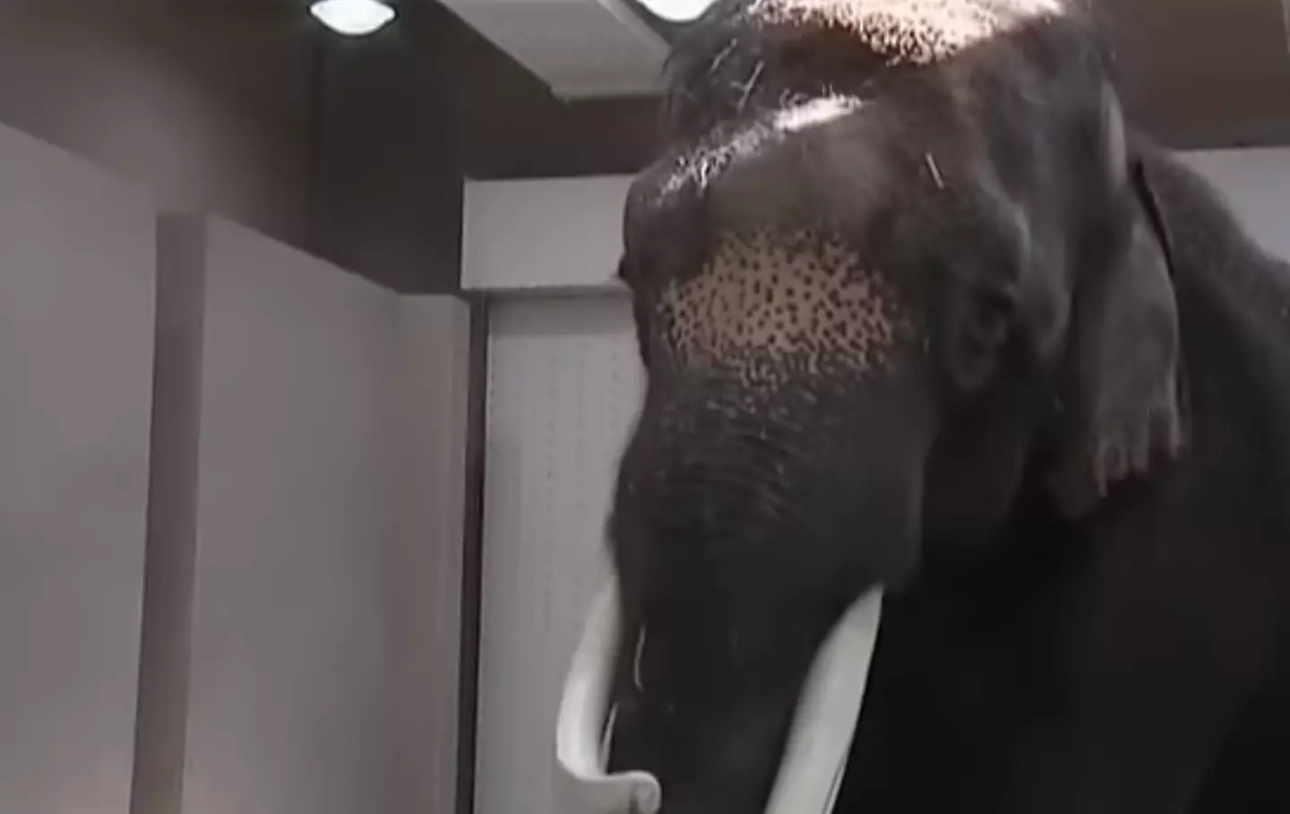 Koshik stunned the world when he first imitated a zooworker back in 2006 (YouTube/euronews)