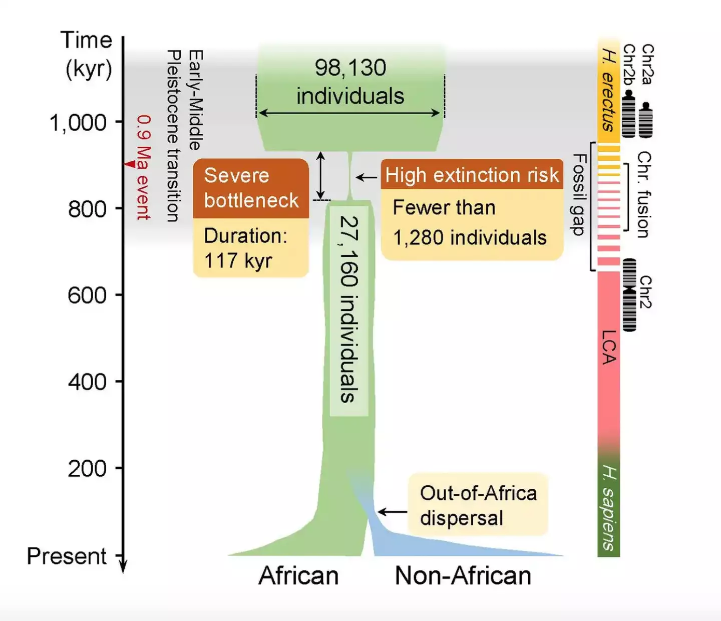 A genetic study has found that around 900,000 years ago, the breeding population of our ancestors in Africa dropped to just 1,280, pushing them to the brink of extinction.