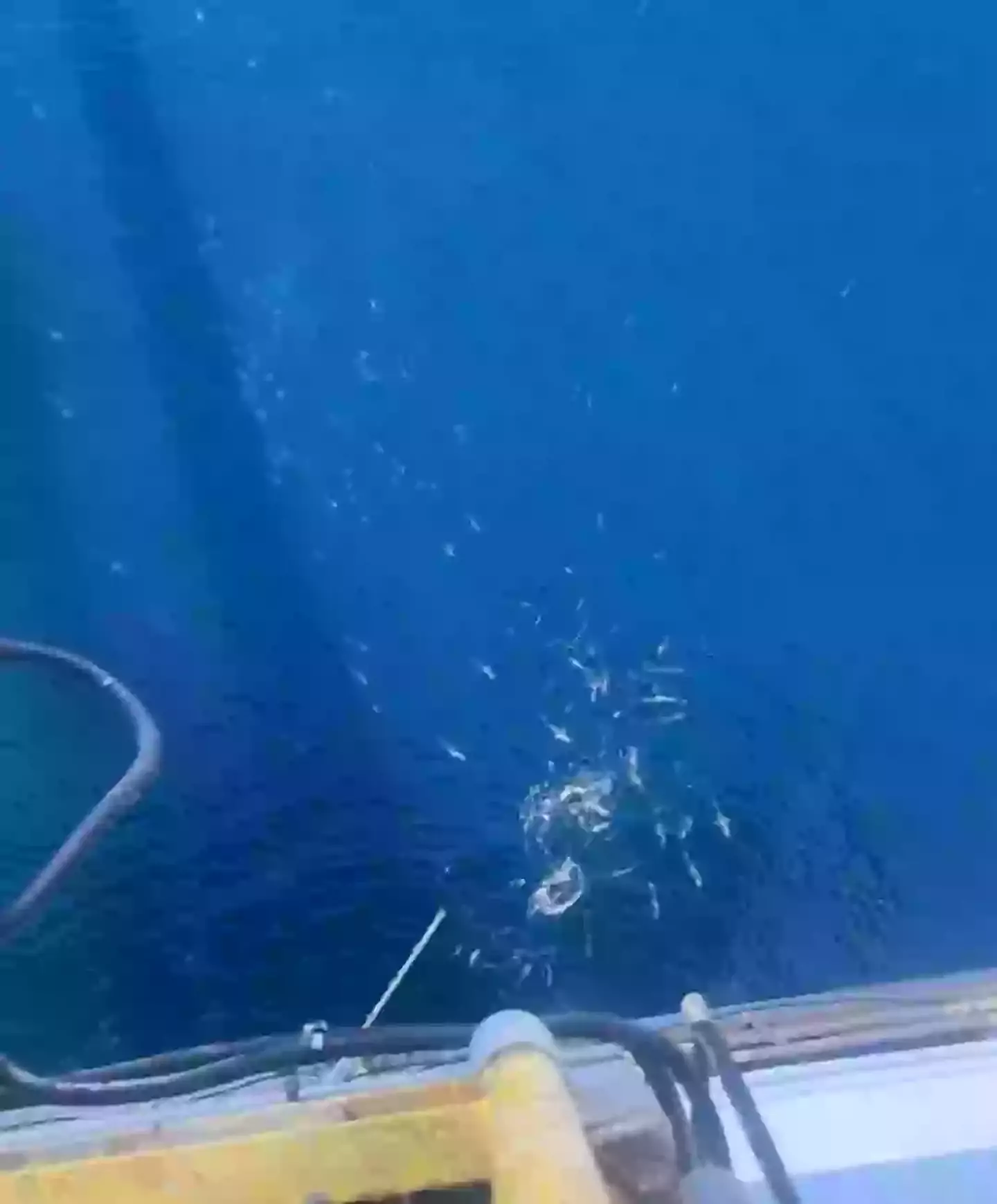 TikTok users were quick to question why the aquatic critters were so close to the surface (TikTok/@thetrevorlopez)