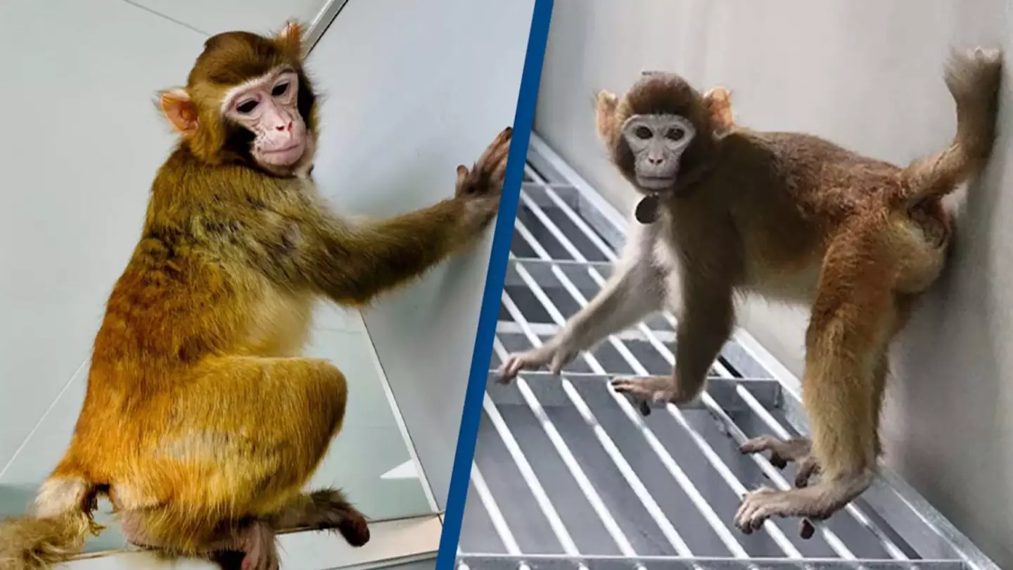 World first as cloned monkey has managed to survive for more than 2 years