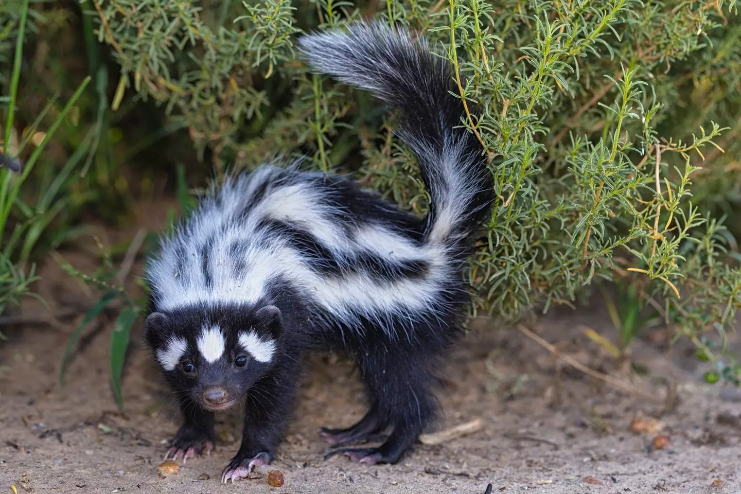 The rabies came from an infected skunk (Getty Stock Photo)