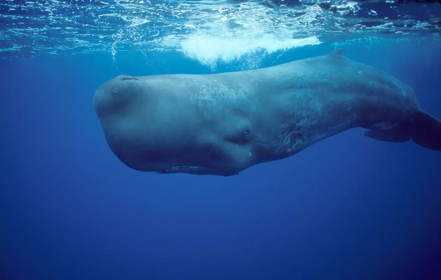 Sperm Whales use powerful sonar (Francois Gohier/VW Pics/Universal Images Group via Getty Images)