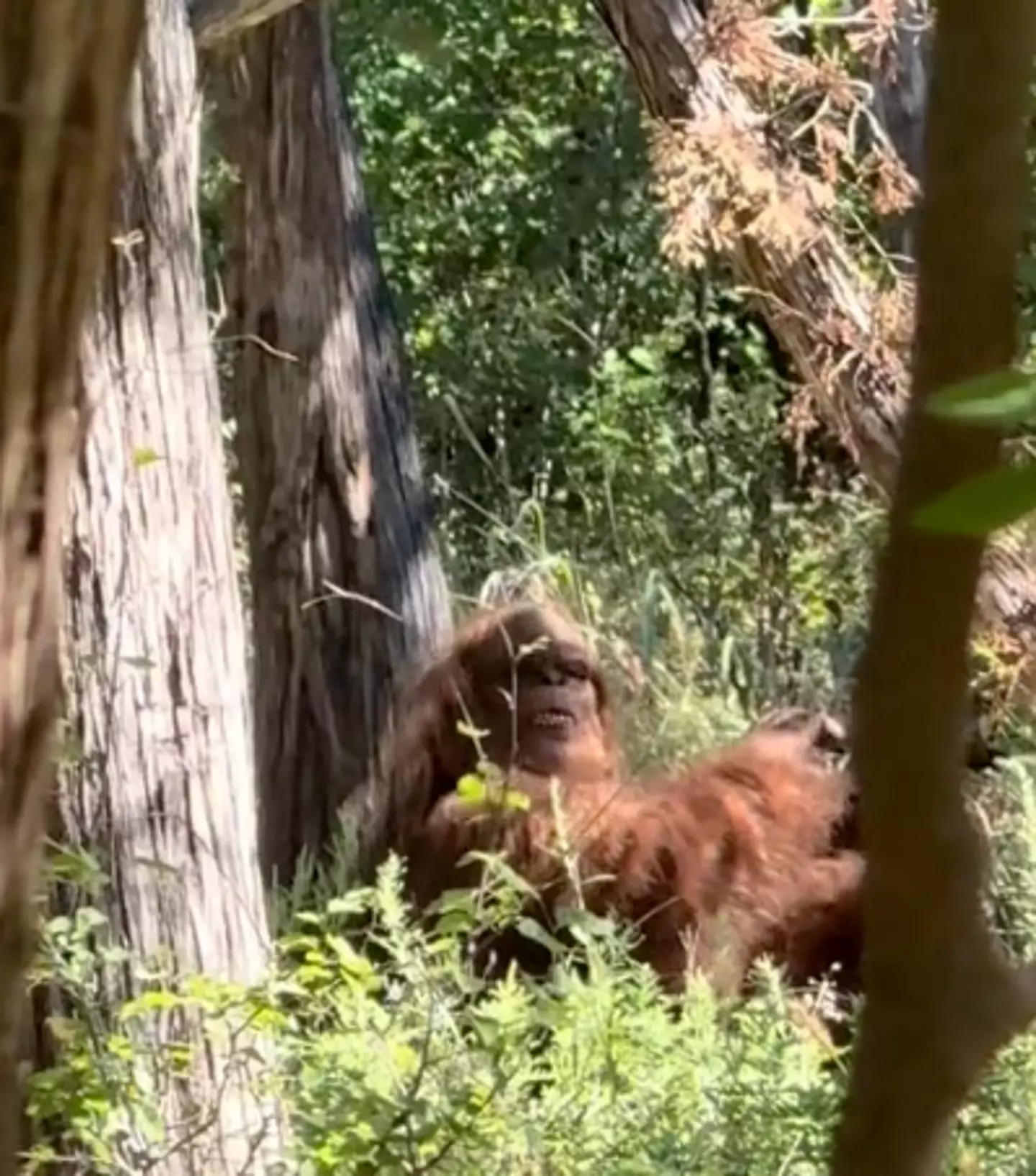 People pointed out the figure looked similar to a particular Bigfoot costume (Tiktok/@e_man580)