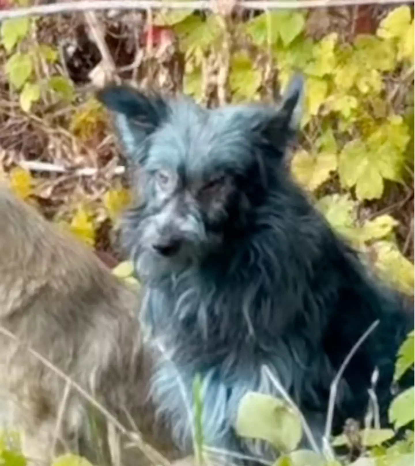 A number of blue dogs have been spotted inside the Chernobyl exclusion zone (Instagram/dogsofchernobyl1)
