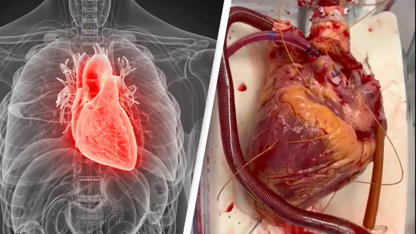 'Unbelievable' video of heart beating outside of body has people rethinking their life choices