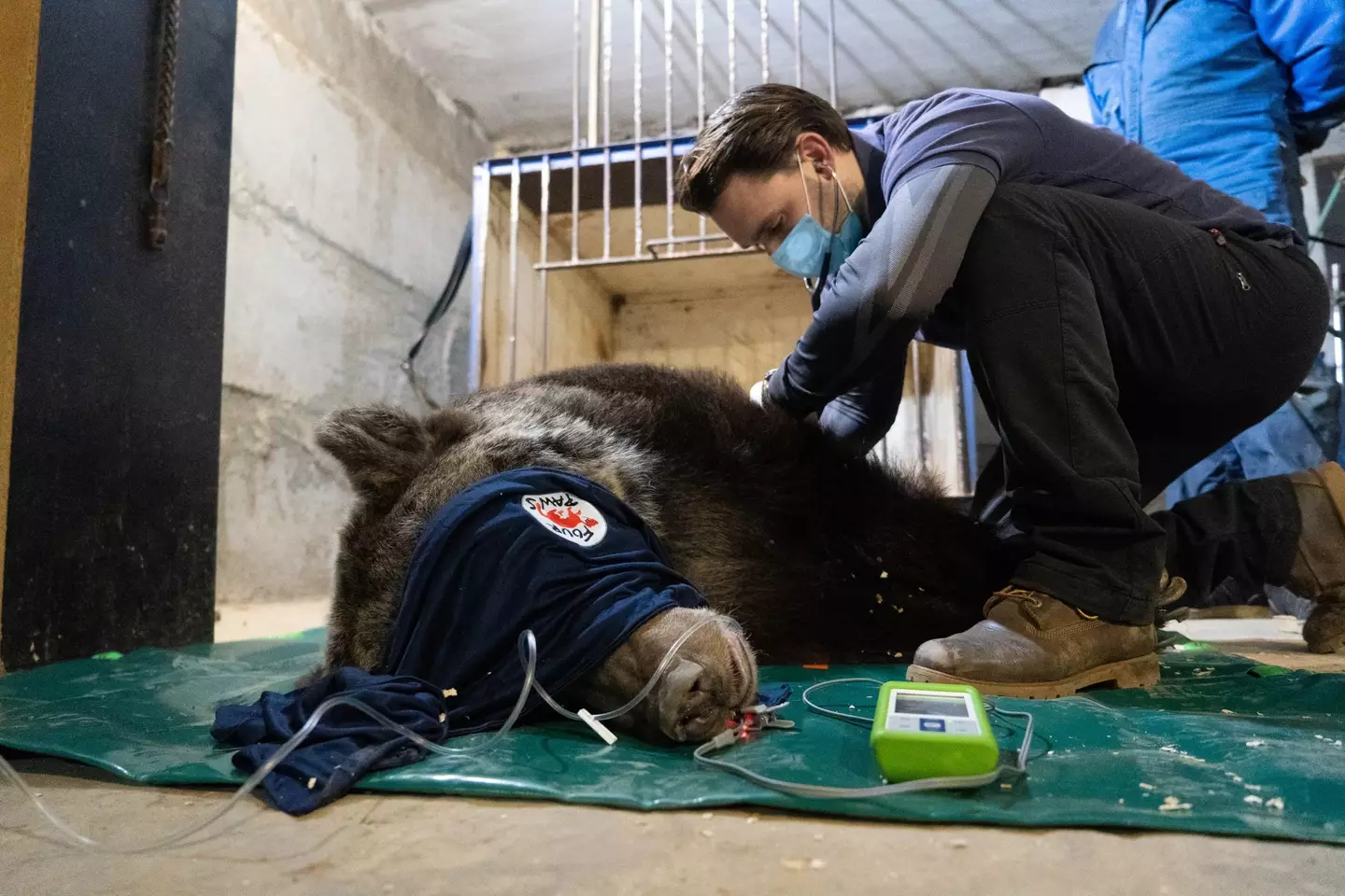 She was transported to a sanctuary in Switzerland. @fourpawsint/Twitter