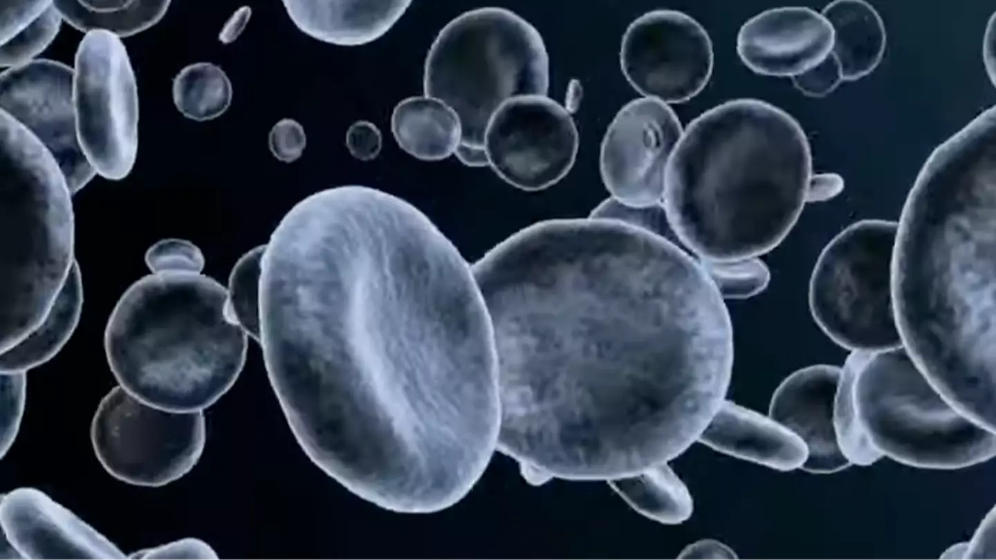 Shocking simulation shows exactly what happens to your body when you fast for 72 hours