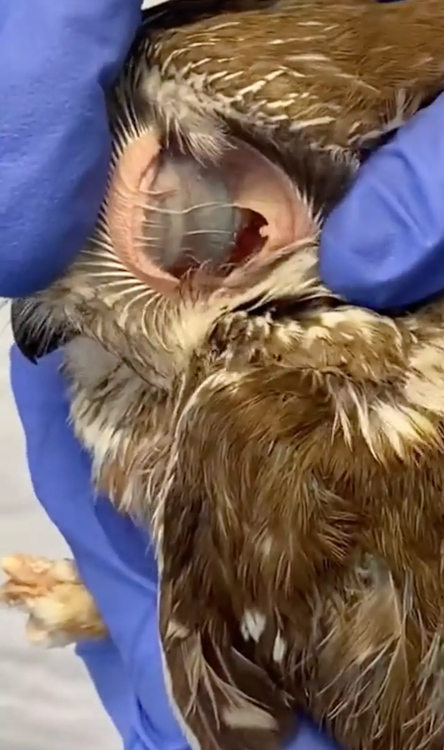 The owl's ear looked almost alien.