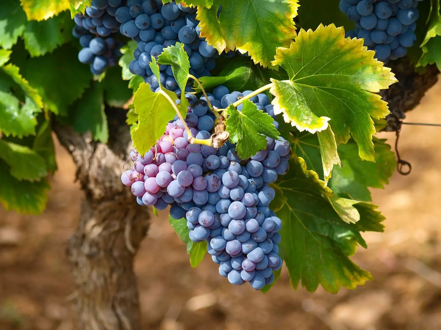 The origin of wine has been explored in a recent study.