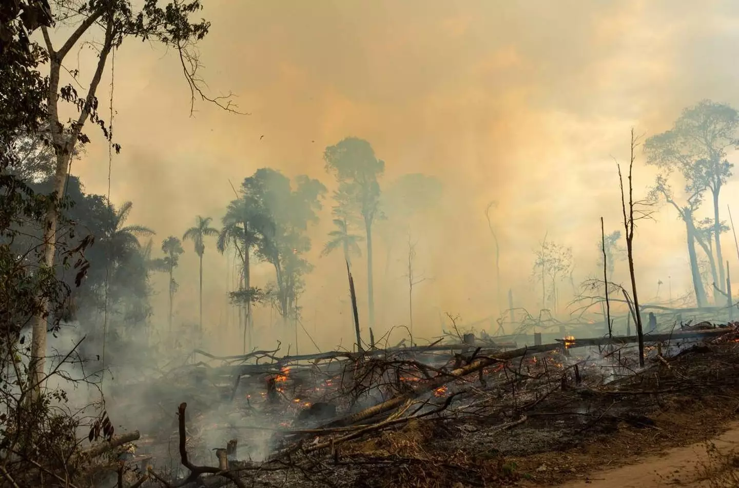 Amazon rainforest on fire (Alamy)