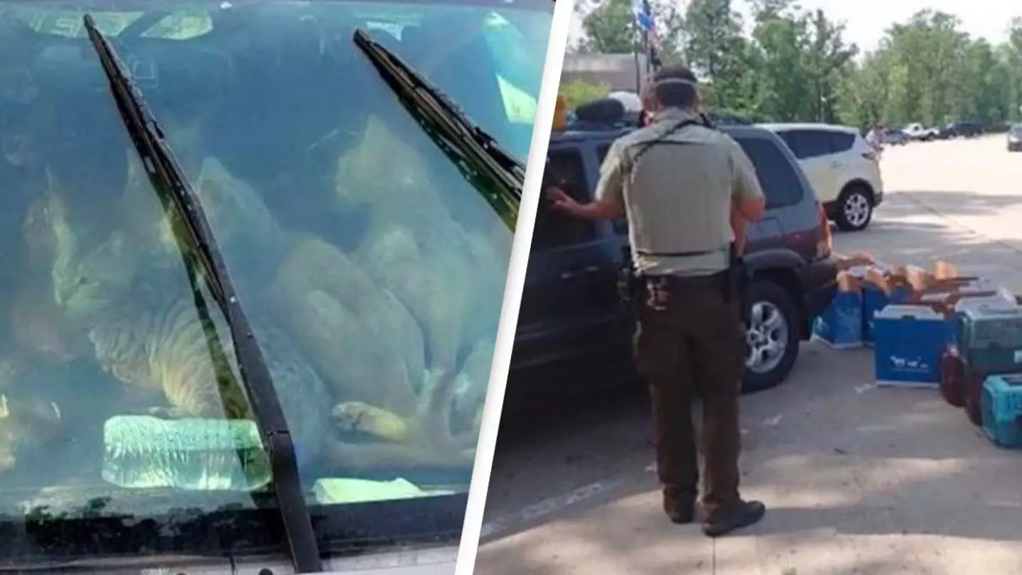 Man Found Living With 47 Cats In His Car During Sweltering Temperatures