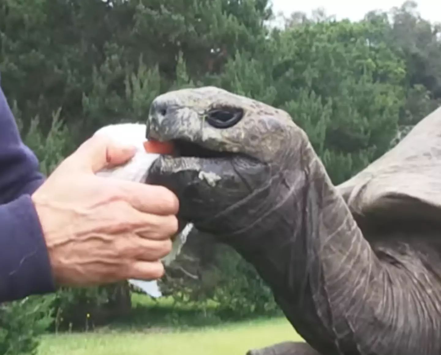 Jonathan is in good health at more than 190 years old.