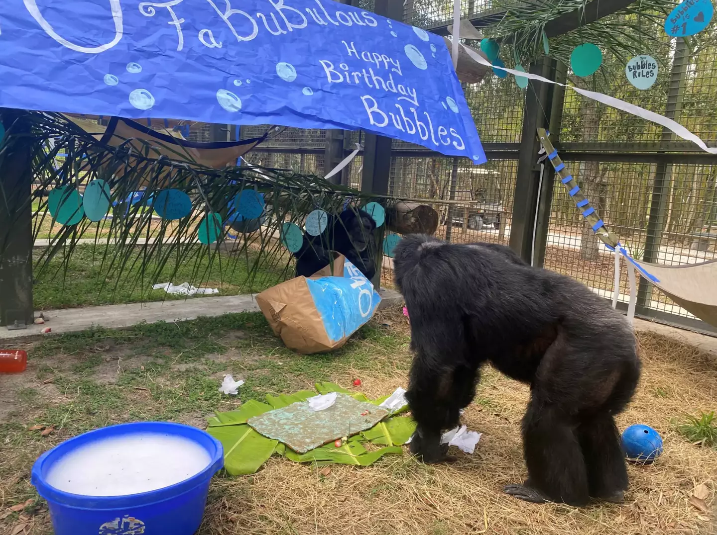 Bubbles has just celebrated his 40th birthday. (centerforgreatapes.org)