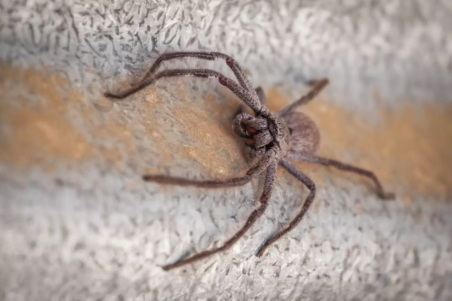 Huntsman spider (Alamy)