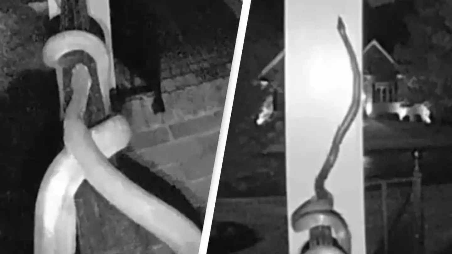 Terrifying doorbell cam footage shows snake slithering all over homeowner's porch