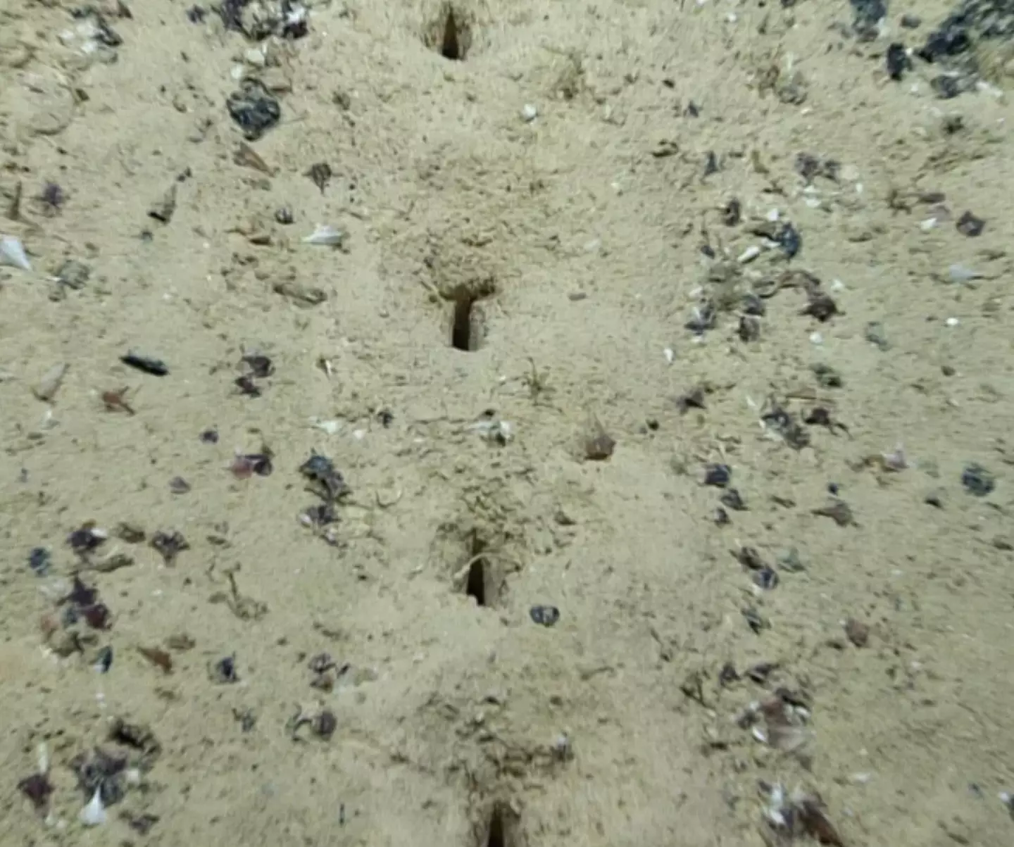 Scientists are still unsure what they are.