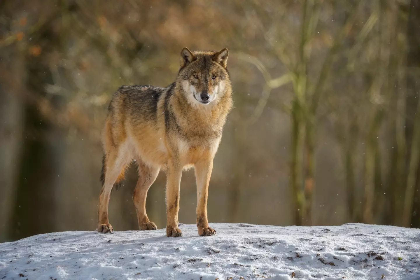 Amazingly, a pack of 'mutant' wolves are able to survive in the radioactive zone.