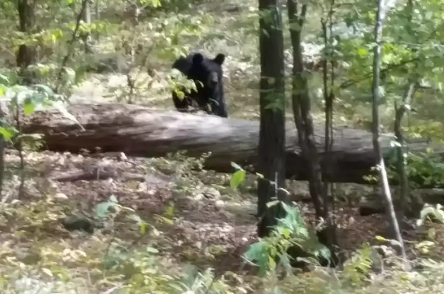 The student was mauled to death by the bear (West Milford Police)