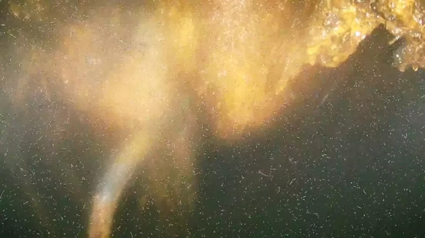 They found icicle-like structures inside. (TEPCO)