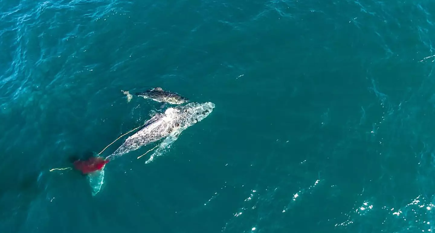 Back in 2020, a great white shark was caught attacking and killing a humpback whale.