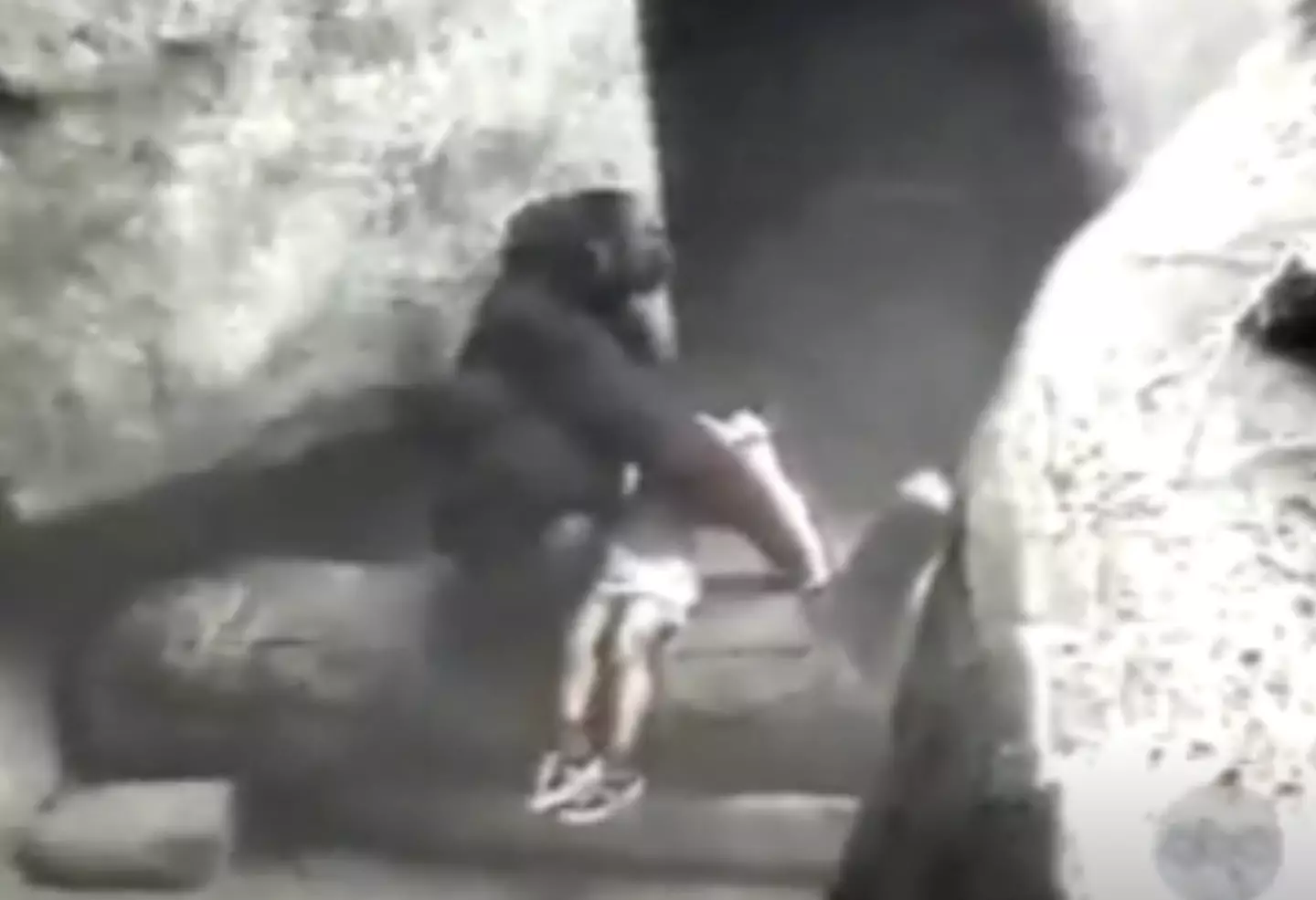 Binti became an international hero after rescuing the young boy.