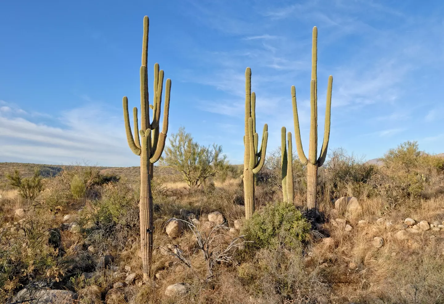 The saguaro cactus is an icon of Arizona.
