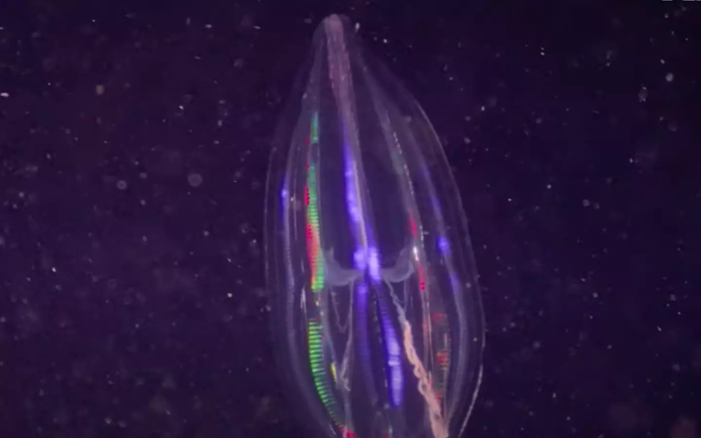 Deep-sea creatures can glow (YouTube/@OceanX)