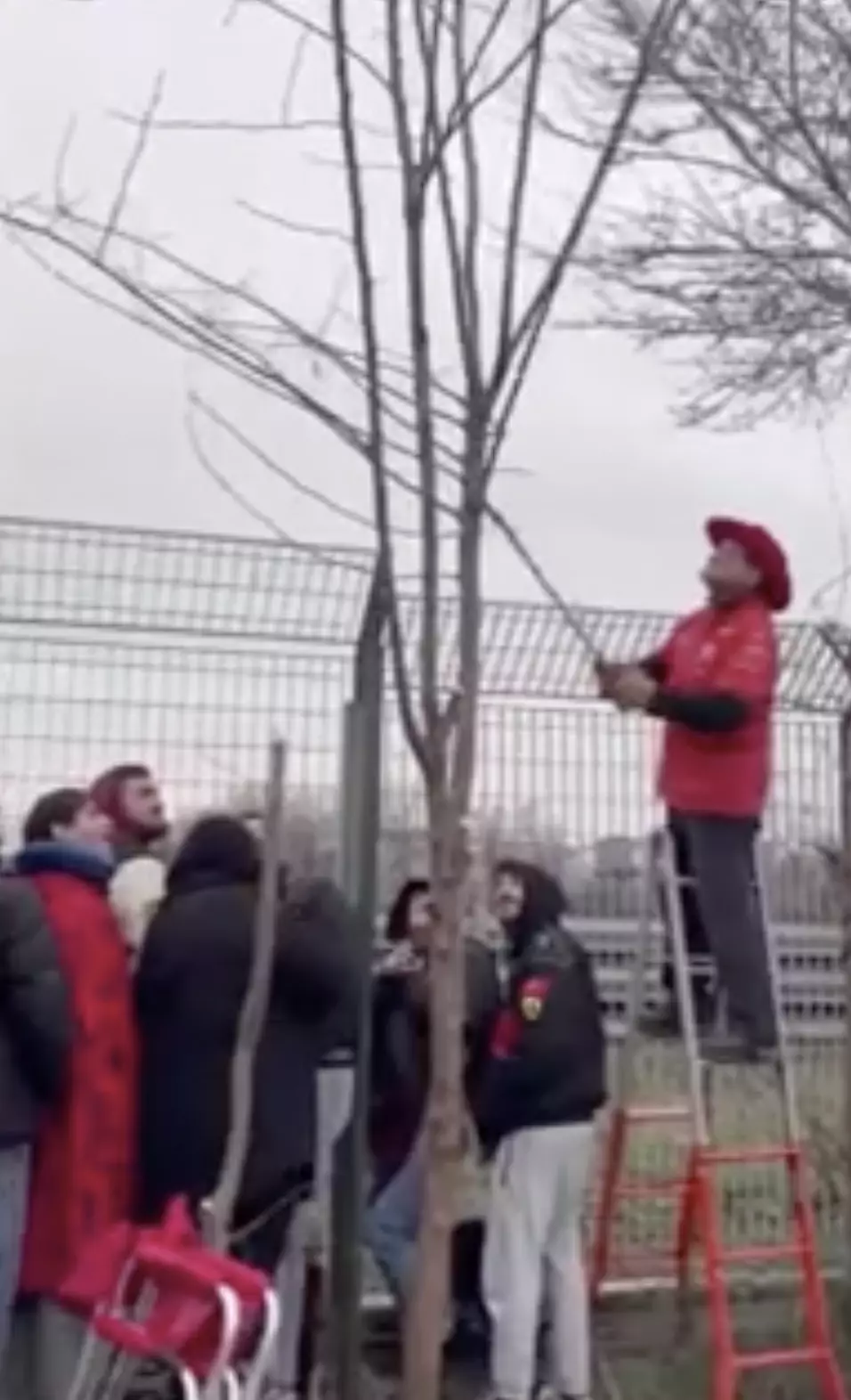The fan cut down a tree to see Hamilton's laps. Image: Corriere Di Bologna